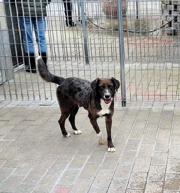 CASPER DOLCISSIMO CERCA CASA Foto 3